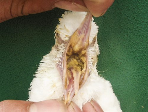 鸽毛滴虫病的发生与防治