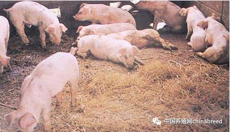 冬季猪病常见病鉴定：猪痘与猪圆环病毒病到底如何分辨